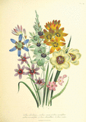 Bouquet floral vibrant de mars